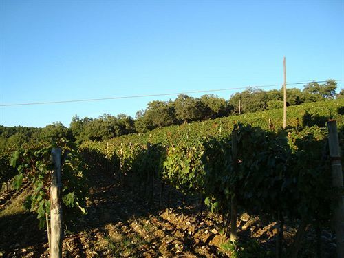 Agriturismo Il Villino Fonterutoli 외부 사진